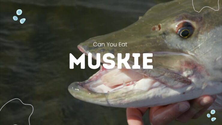 Μπορείτε να φάτε Muskie;