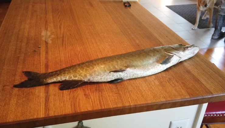 Muskie coginio