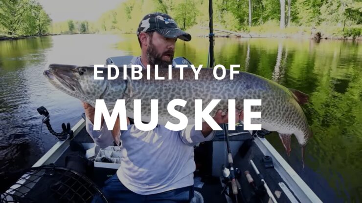 Edibility of Muskie