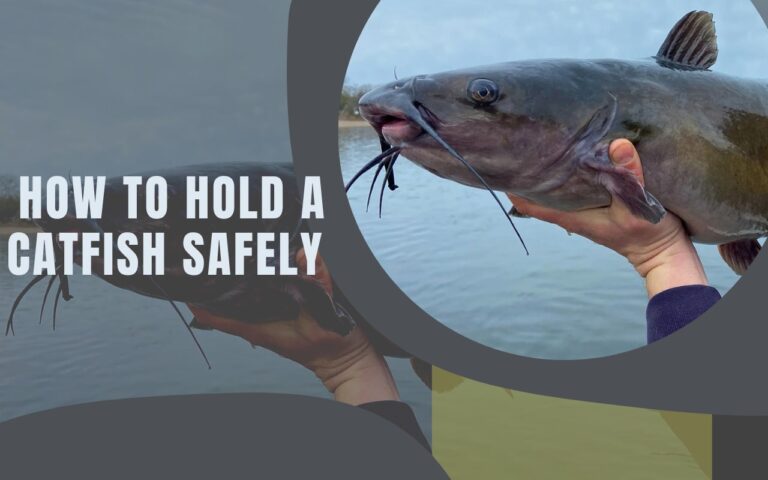 Como segurar um peixe-gato com segurança