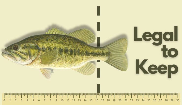 Predpisi in smernice Largemouth Bass