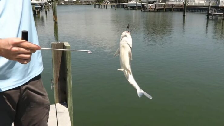 Unhook A Catfish