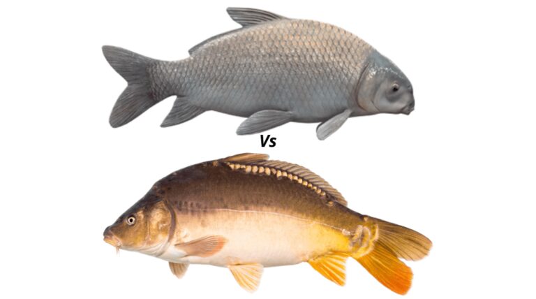 Diferencia entre el pez búfalo y la carpa