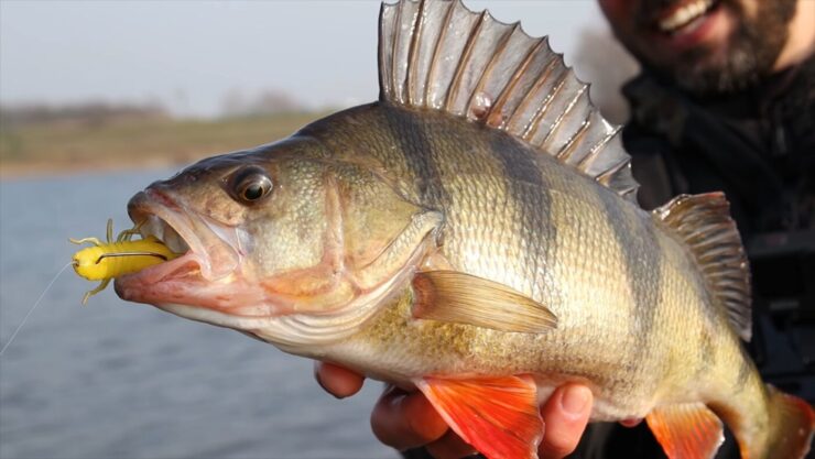 Ιδανική κατάσταση για Carolina Rig Fishing