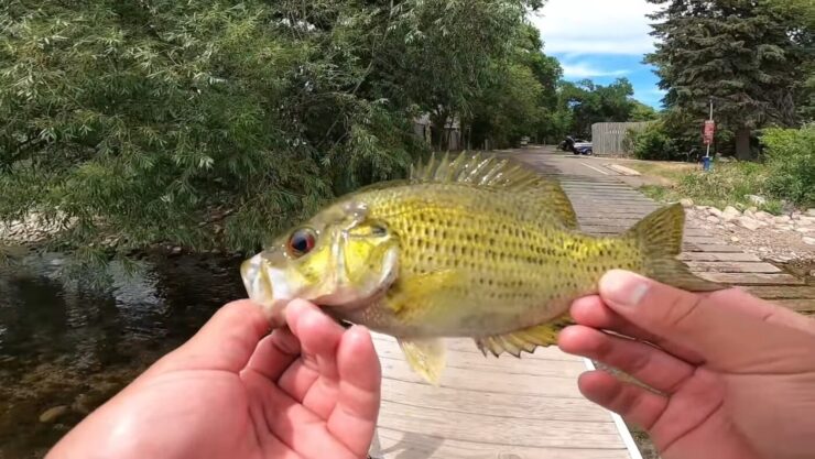 Pescado bajo de roca