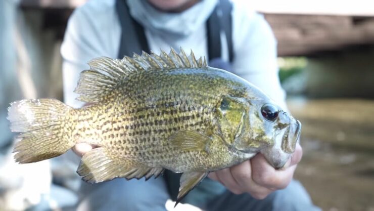 Rock Bass