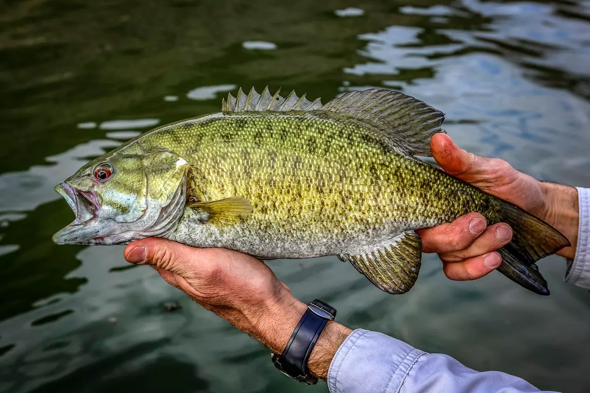 Rock Bass vs Smallmouth Bass