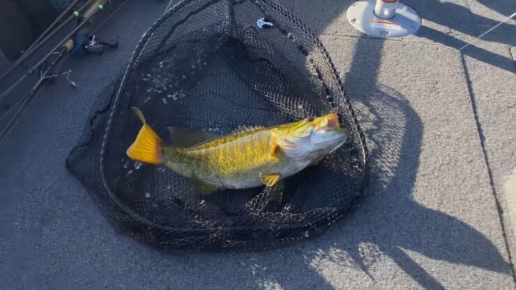 Pescado de lubina de boca chica