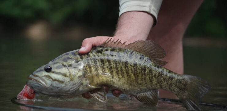 Smallmouth bassi