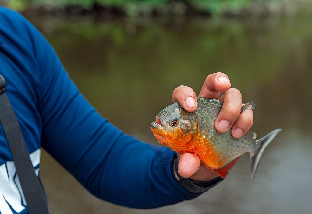 Red Bellied Piranha